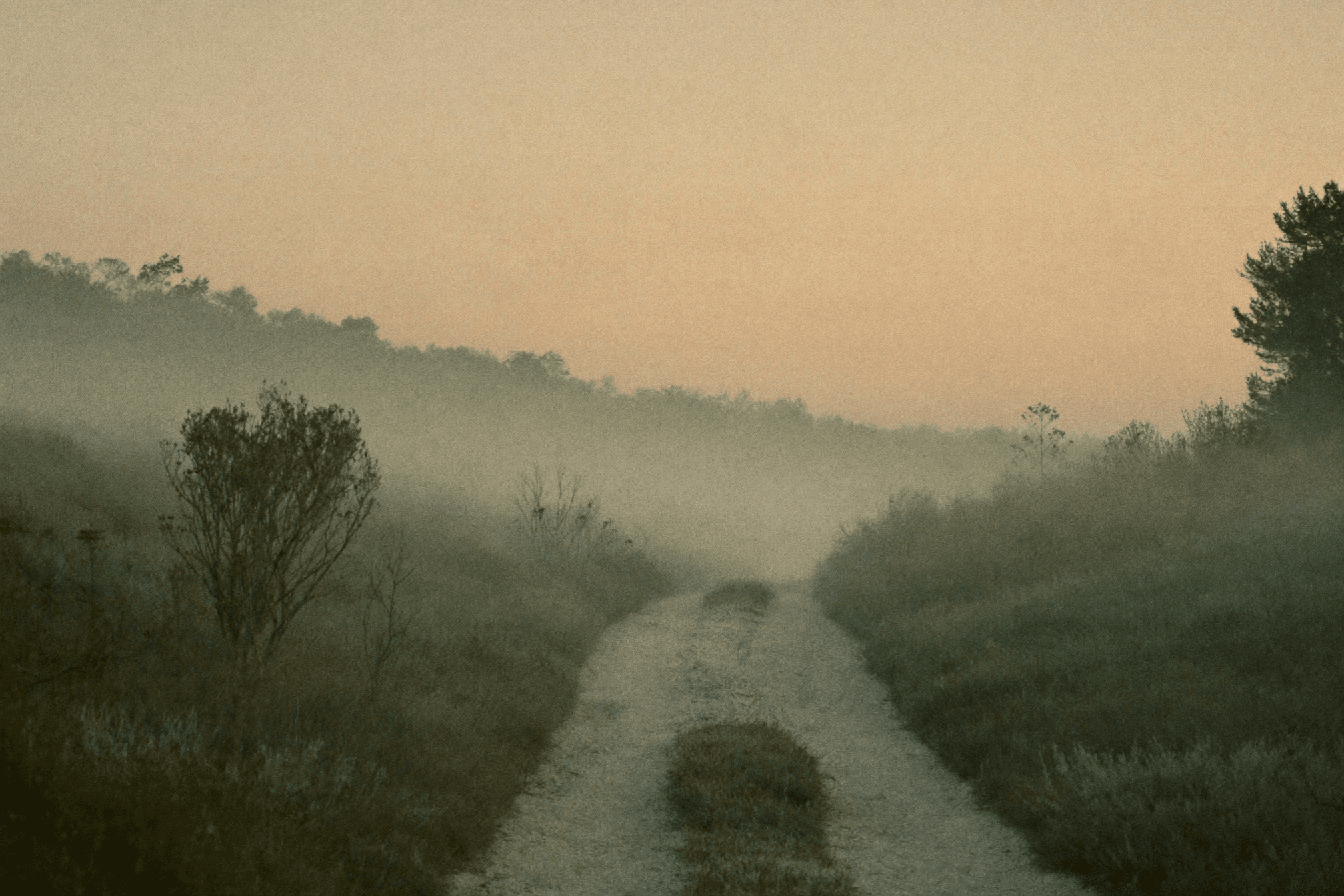 Chemin paisible dans la brume au lever du jour, évoquant le cheminement de l’accompagnement
